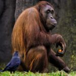 Orangutan_and_Brine-Concentration-1024×722-1