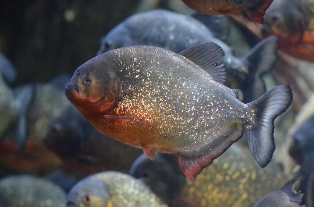 Piranha / Dive Into The World Of Piranhas! TL;DR -…