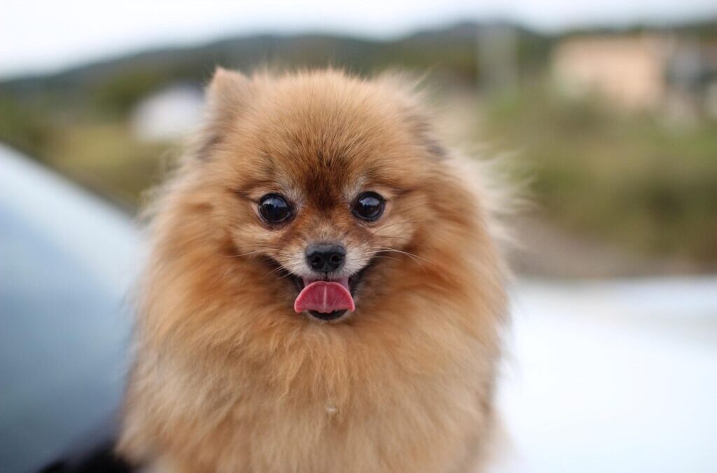 Pomeranian / Pomeranians: Fluffy Friends With Big Personalities! Do You…