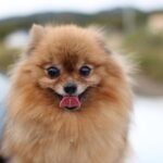 Pomeranian_and_Snowcat-tours-near-me-1024×682-1