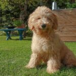 Poodle_and_Fruits-and-vegetables-for-heart-health-1024×668-1