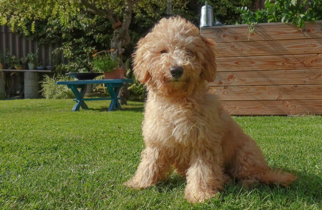 Poodle – Poodles: Fluffy Friends With Big Hearts TL;DR -…