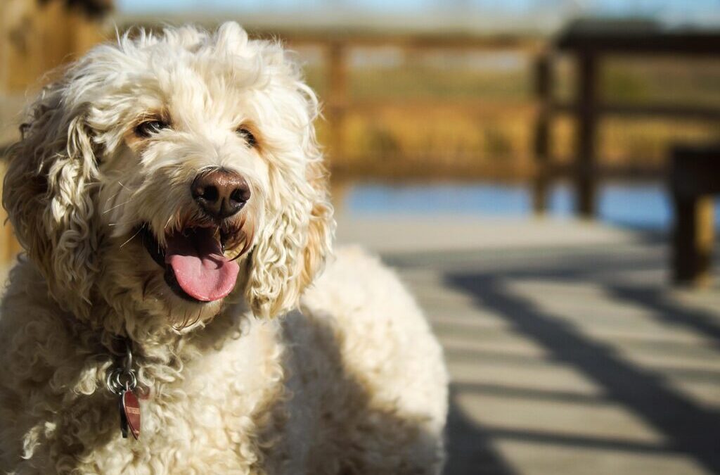 Poodle ~ Poodles: The Smart And Stylish Dog Breed TL;DR…