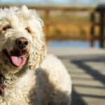 Poodle_and_Water-Conservation-Strategies-Great-Salt-Lake-1024×682-1