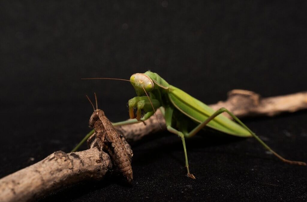Praying Mantis ~ Meet The Praying Mantis: Nature’s Tiny Hunter…