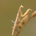 Praying-mantis_and_Winter-hiking-tips-682×1024-1
