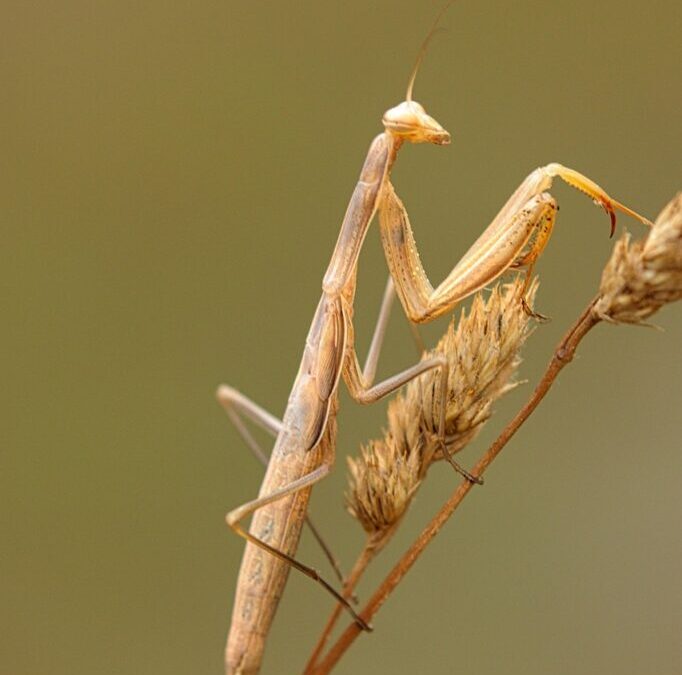 Praying Mantis: Meet The Praying Mantis: Nature’s Stealthy Hunter TL;DR…