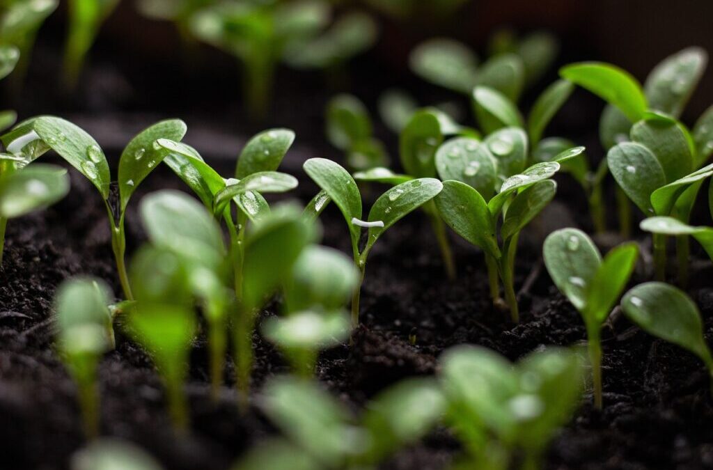 Precision Irrigation Techniques And Sustainable Watershed Management – The Great…