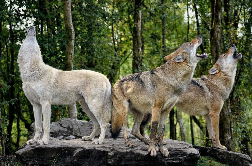 Raised By Wolves: Get Ready For An Epic Space Adventure…