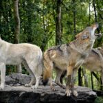 Raised-by-Wolves_and_Summer-grilling-1024×683-1