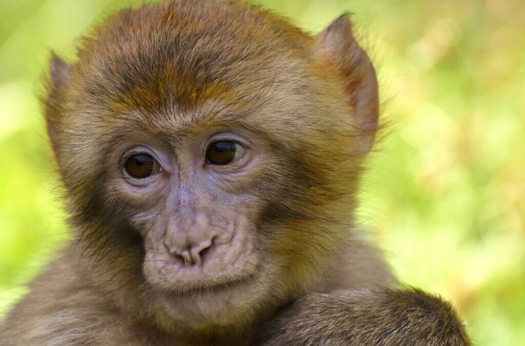 Saki Monkey / It Seems You’re Asking For An Article…