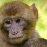 Saki-monkey_and_senior-veteran-discounts-1024×729-1