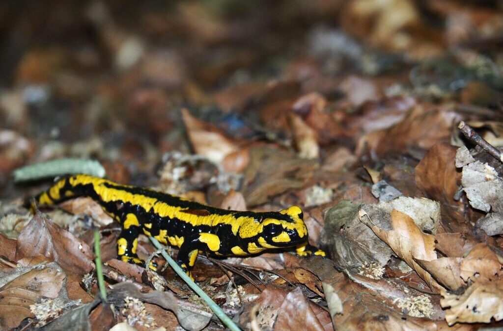 Salamander – Salamanders: Amazing Amphibians! TL;DR – The Short Story…