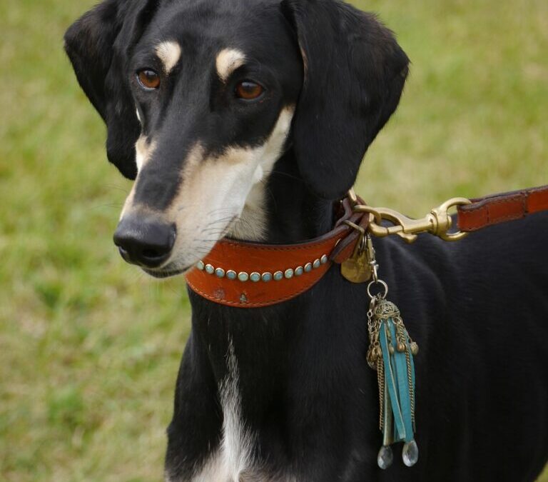 Saluki: Meet The Saluki: The Royal Dog Of Egypt! Have…