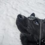 Schipperke_and_Cross-Country-Skiing-in-the-Rockies-1024×576-1