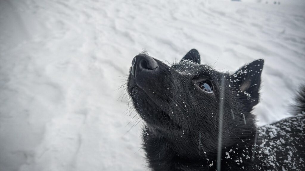 Schipperke / Meet The Schipperke: A Tiny Dog With A…