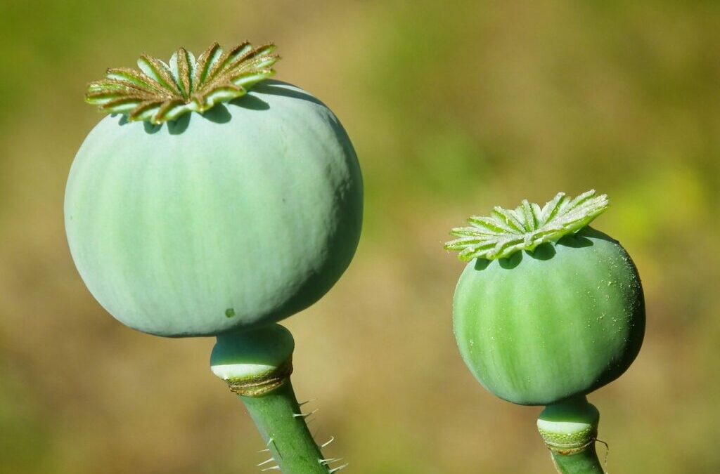 Seeds ~ The Amazing World Of Seeds: Tiny Treasures With…