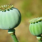 Seeds_and_Coast-Guard-1024×682-1