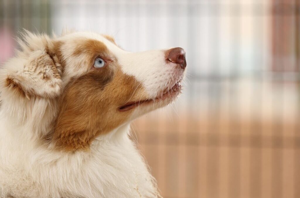 Shepherd: Meet The Shepherd: A Loyal And Friendly Friend TL;DR:…