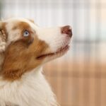 Shepherd_and_Holi-1024×682-1