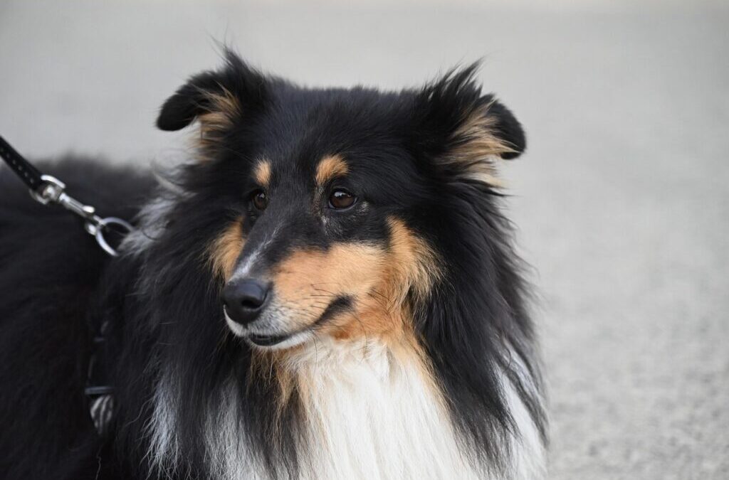 Shetland Sheepdog ~ Meet The Sheltie: A Dog With A…