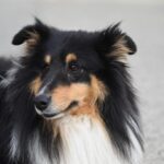 Shetland-Sheepdog_and_Microwave-timetables-1024×683-1