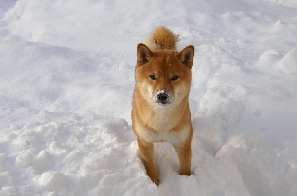 Shiba Inu ~ Shiba Inu: The Foxy Friend With A…
