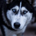 Siberian-Husky_and_budget-friendly-snow-cat-tours-682×1024-1