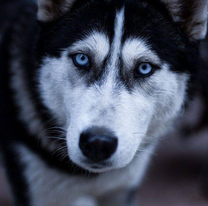 Siberian Husky » Meet The Siberian Husky: A Wolf In…