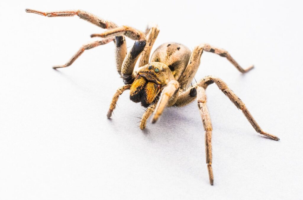 Spider ~ Spiders: Amazing Eight-Legged Creatures! TL;DR Spiders Are Fascinating…