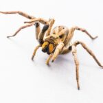 Spider_and_Climate-justice-and-equity-1024×772-1