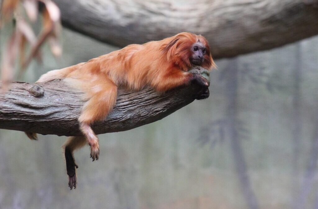 Tamarin | Meet The Tamarins: Tiny Monkeys With Big Personalities!…