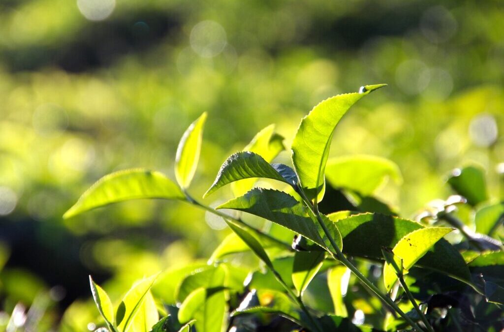 Tea / Dive Into The World Of Tea! 🍵 TL;DR:…