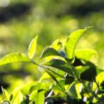 Tea_and_Coast-Guard-lakeside-camping-testimonials-1024×682-1