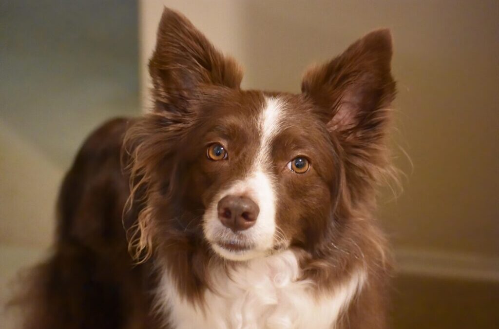 The History Of The Border Collie Breed.: The Amazing Border…