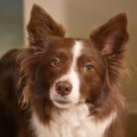The-history-of-the-Border-Collie-breed._and_Spring-Blooms-1024×682-1