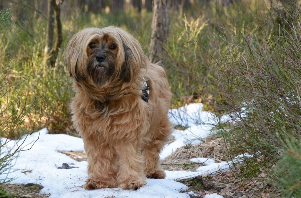 Tibetan Mastiff: Meet The Majestic Tibetan Mastiff: A Gentle Giant…