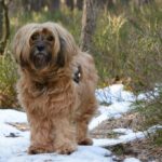 Tibetan-Mastiff_and_Ecosystem-impacts-1024×682-1