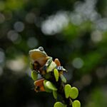Toad_and_Water-management-advocacy-731×1024-1