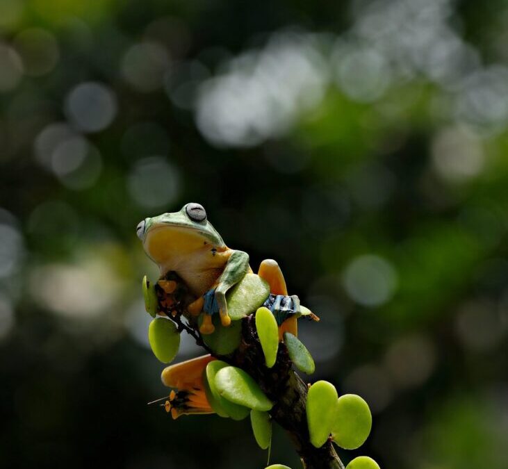 Toad / I Understand You’re Looking For An Article About…
