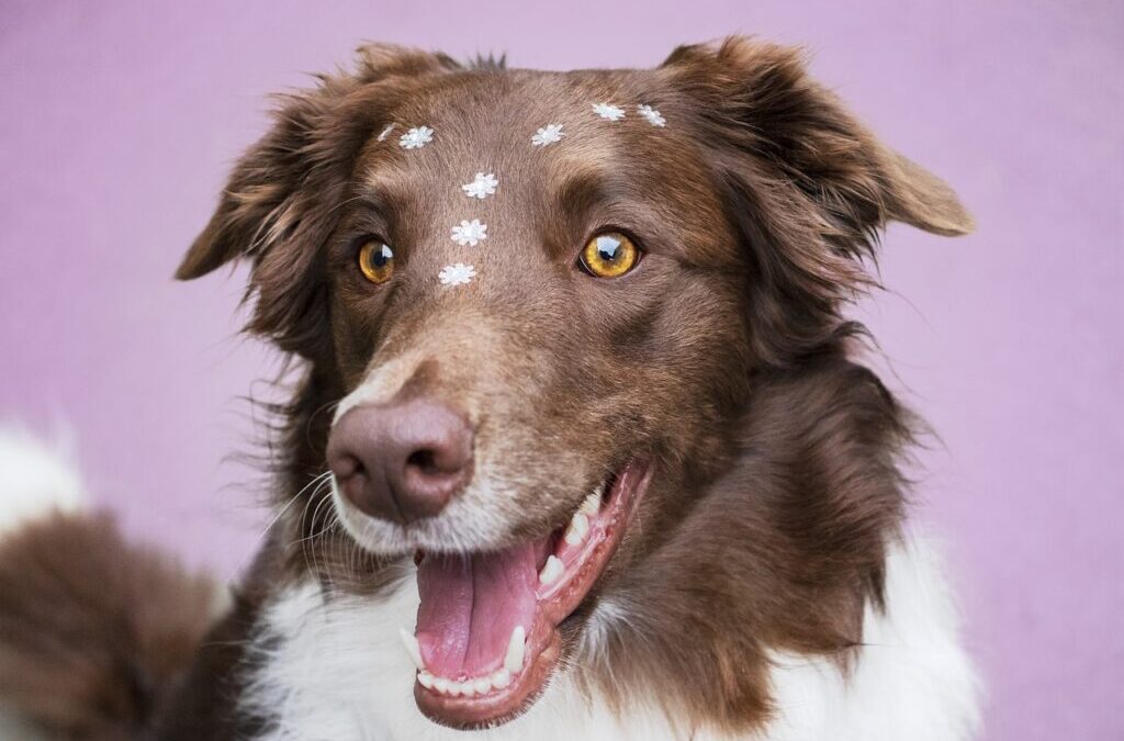 Travel Tips With Your Border Collie. | Ready, Set, Go!…