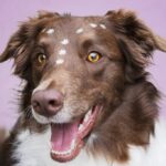 Travel-tips-with-your-Border-Collie._and_Lakeside-camping-with-family-and-friends-at-Coast-Guard-facilities-1024×682-1