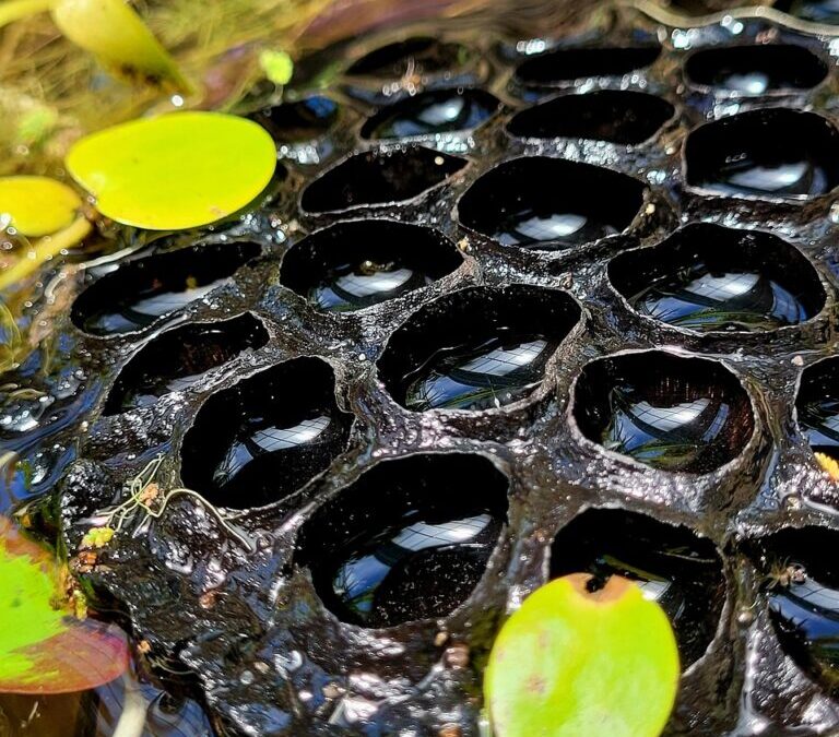 Trypophobia | Clusters Of Holes That Make You Cringe Have…