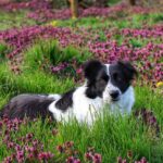 Understanding-the-unique-personality-of-Border-Collies._and_8.-Great-Salt-Lake-Watershed-1024×658-1