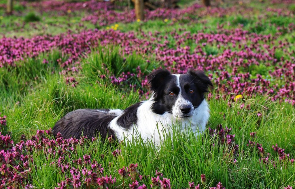 Understanding The Unique Personality Of Border Collies. » Border Collies:…