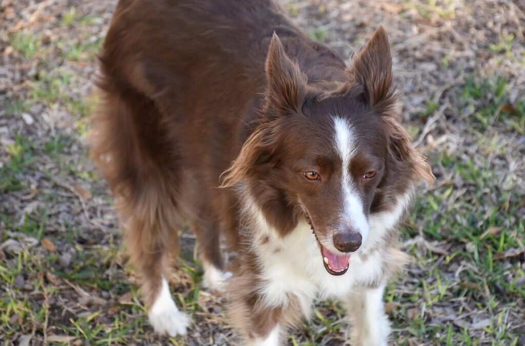 Understanding The Unique Personality Of Border Collies. | The Border…