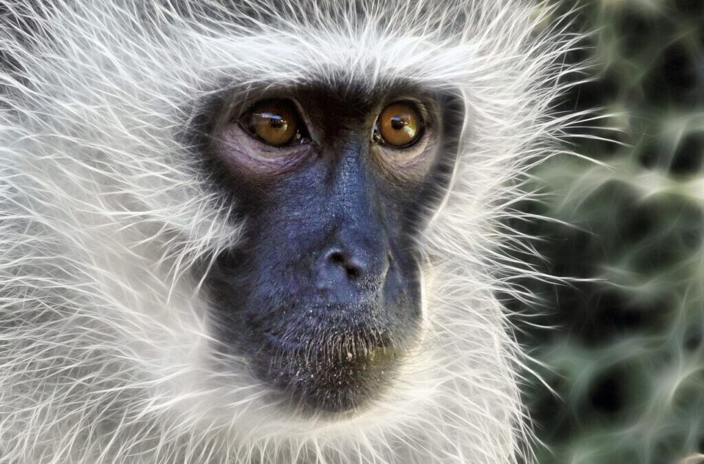 Vervet ~ Meet The Vervet Monkey: A Chatty Cousin! TL;DR:…