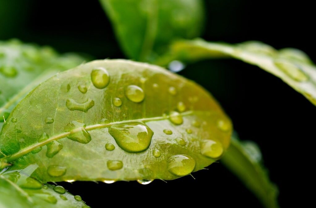 Water Conservation Technology – Saving Our Future: A Giant Leap…