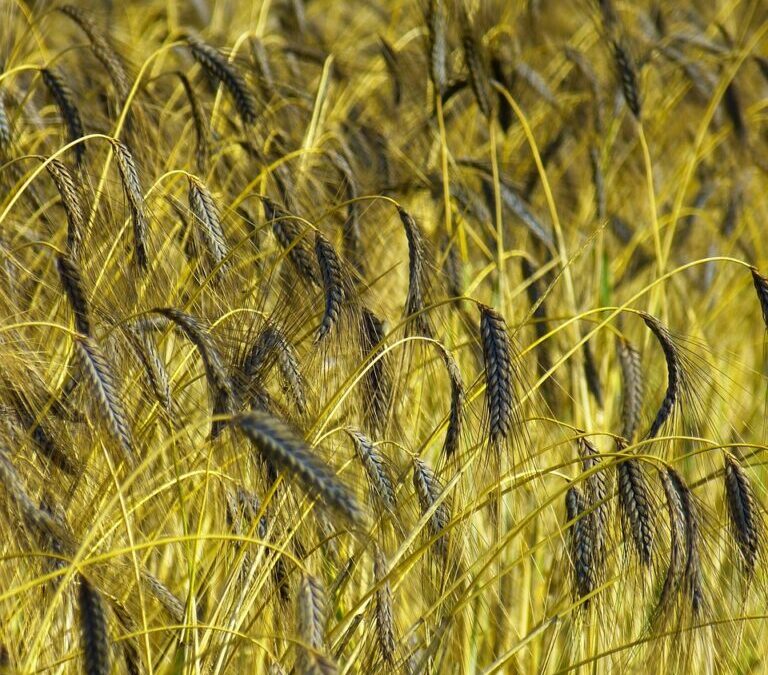 Water Scarcity Solutions For Agriculture ~ The Great Basin: Where…