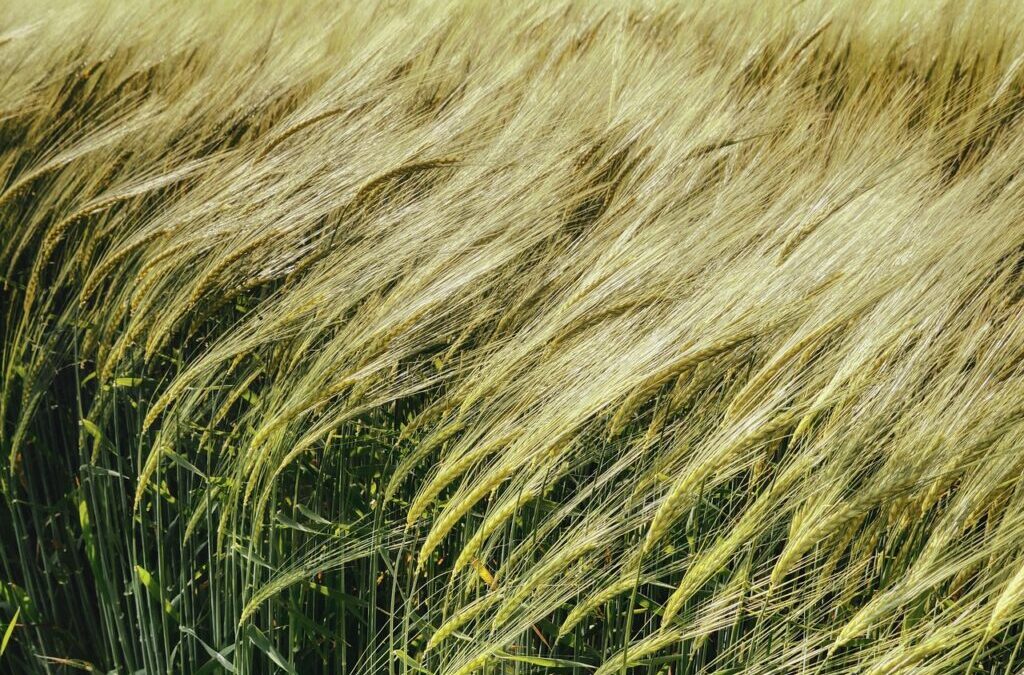 Water Scarcity Solutions For Agriculture – The Great Salt Lake:…